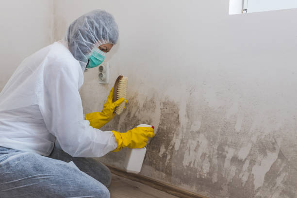 Best Basement Mold Remediation in Hawthorn Woods, IL