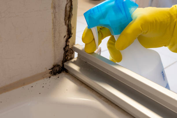 Best Residential Mold Remediation in Hawthorn Woods, IL