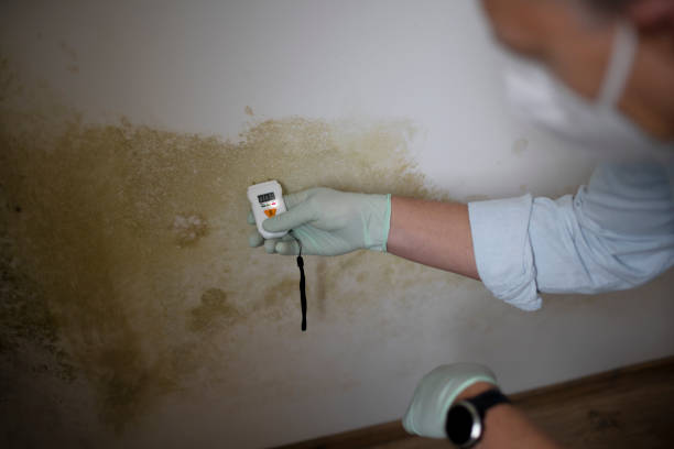 Best Kitchen Mold Remediation in Hawthorn Woods, IL