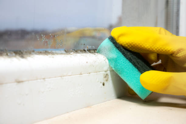 Best HVAC Mold Remediation in Hawthorn Woods, IL