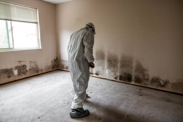 Best Attic Mold Remediation in Hawthorn Woods, IL