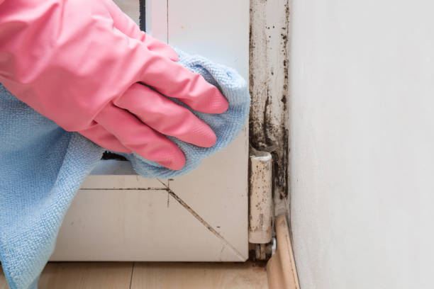 Best Health and Safety Mold Remediation in Hawthorn Woods, IL