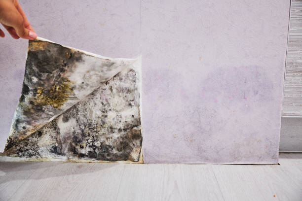 Best Black Mold Remediation in Hawthorn Woods, IL